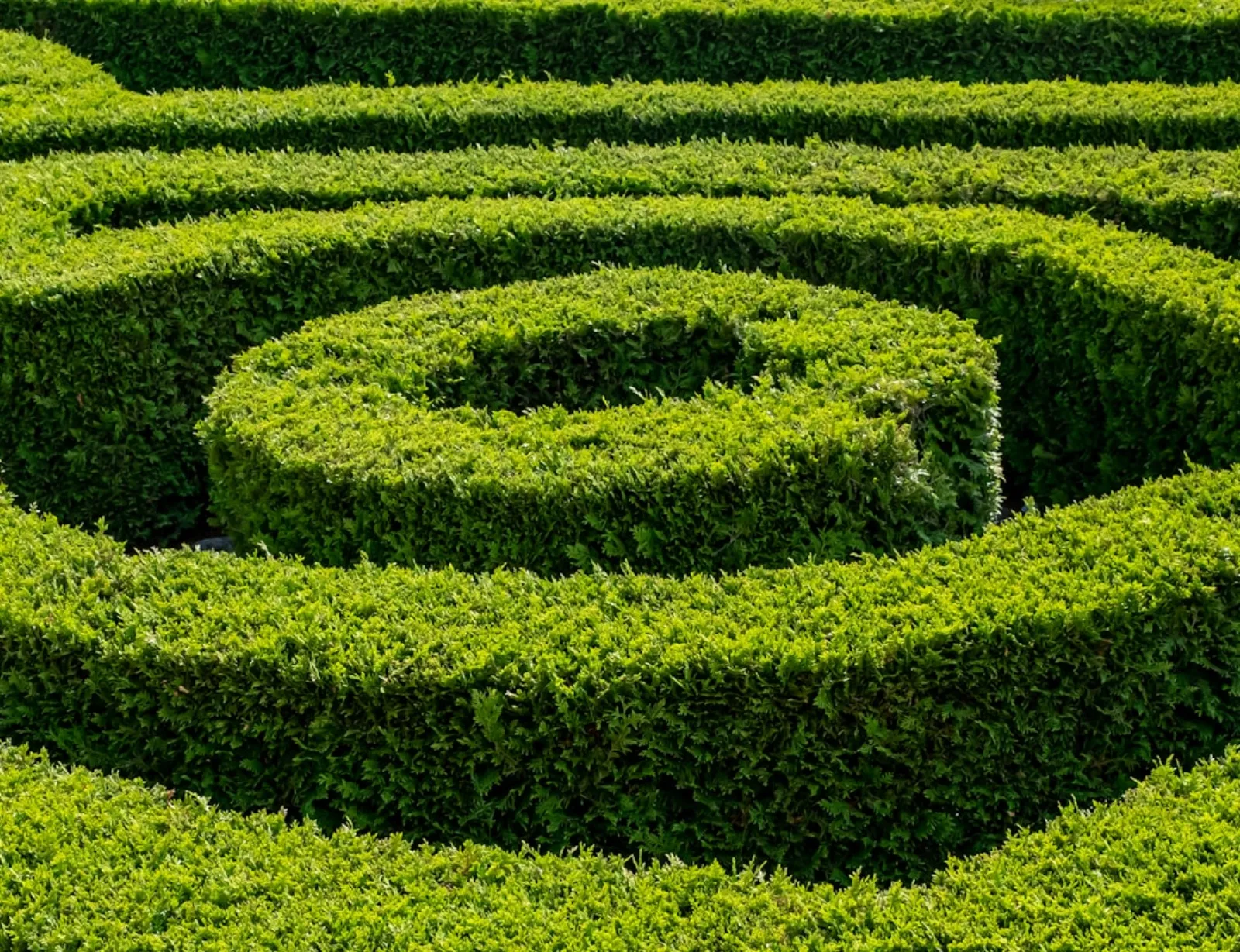 Häckplantor planteras i rad längs tomtgränsen
