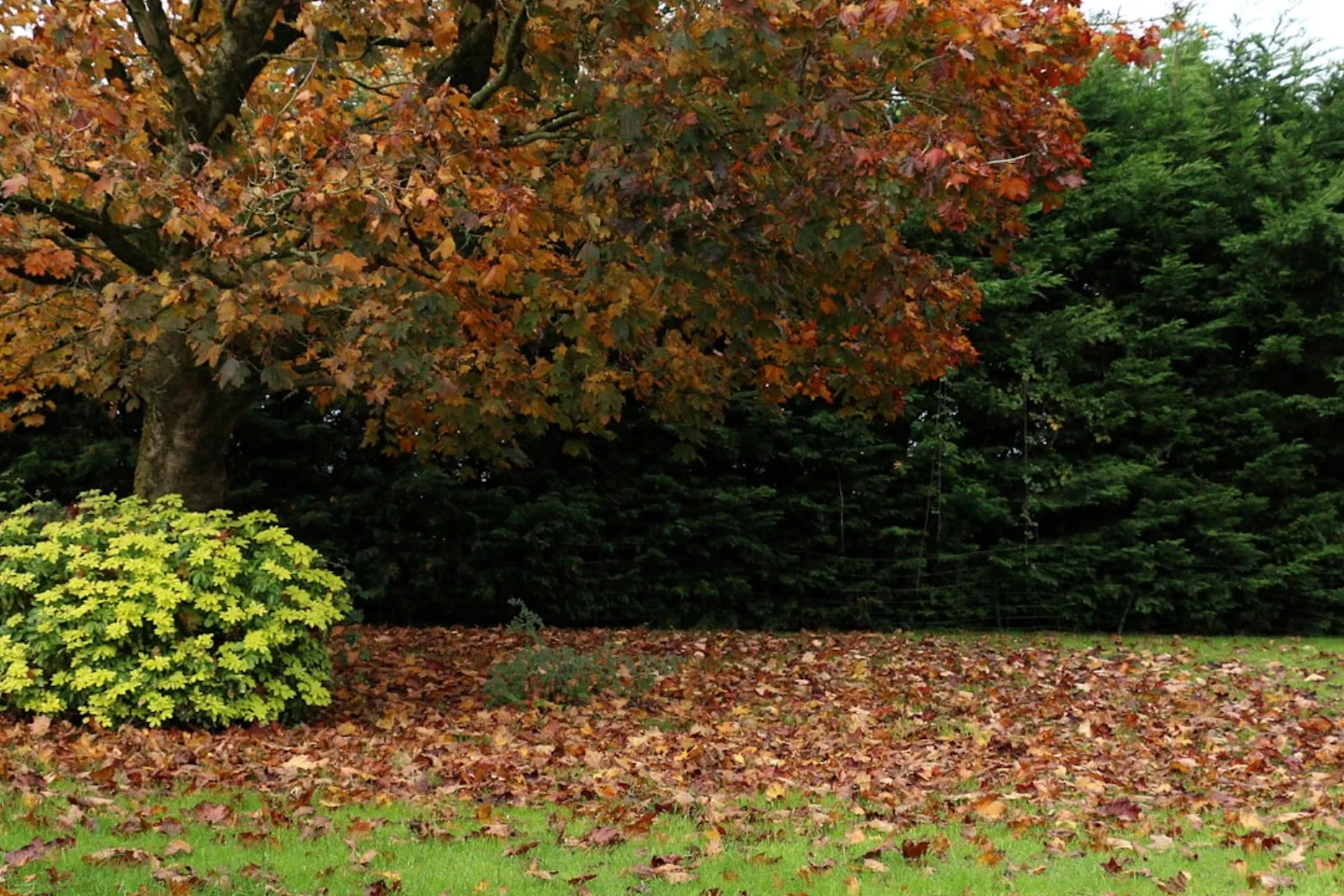 Trädgård under höstens vinterförberedelser med löv och mulching